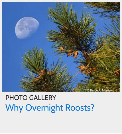 Why do Monarch Butterflies Form Overnight Roosts During Fall Migration?