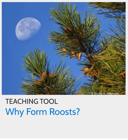 Why do Monarch Butterflies Form Overnight Roosts During Fall Migration?
