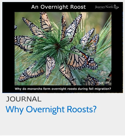 Why do Monarch Butterflies Form Overnight Roosts During Fall Migration?
