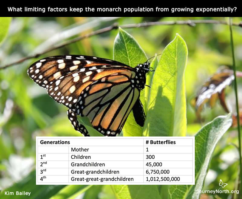 Monarch Butterfly Wings Over Time: Journal