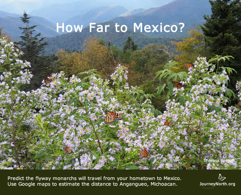 How Far do Monarchs Migrate to Mexico