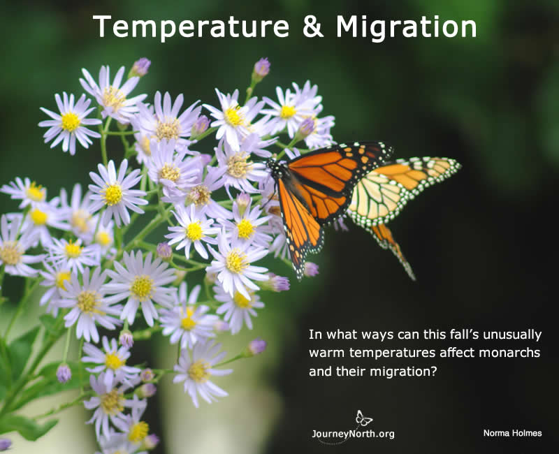 Fall Temperatures and Monarch Migration
