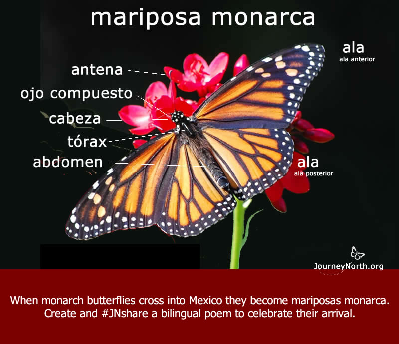 Monarch Butterfly Migration Data