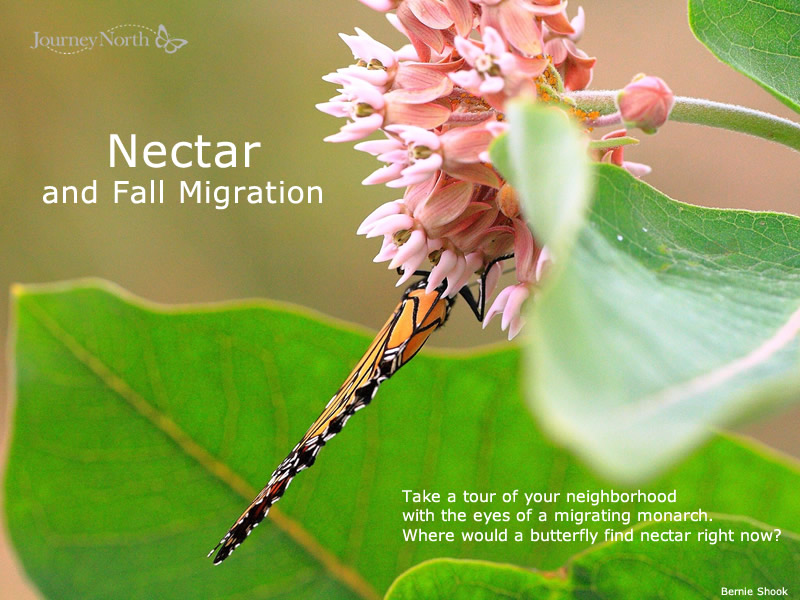 Nectar and Monarch Butterfly Migration