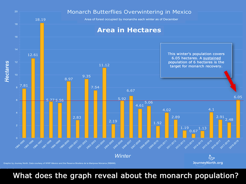 Monarch Butterfly Winter in Mexico