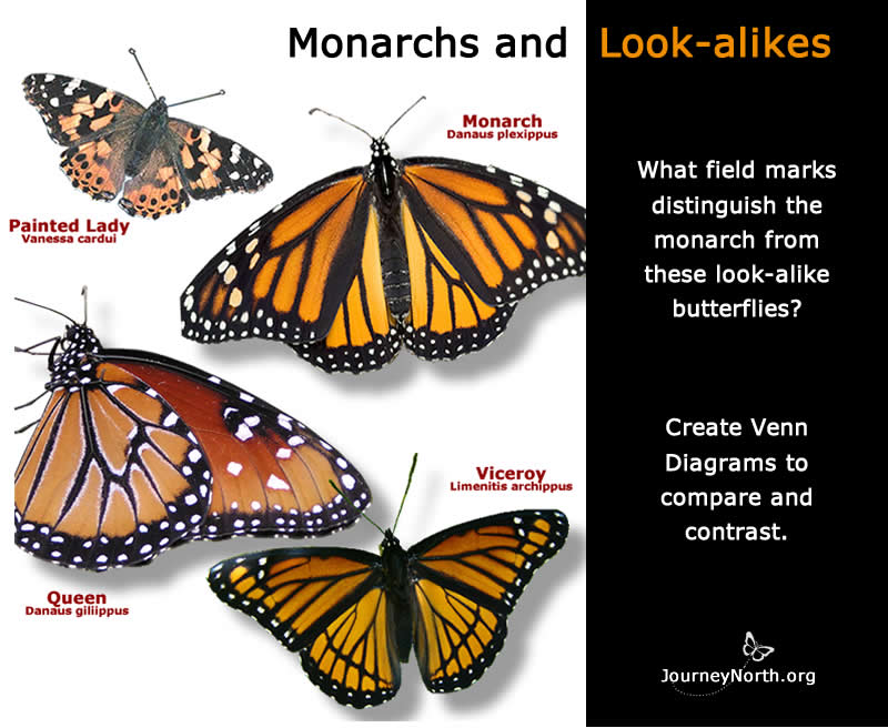 Monarch and Look-alike Butterflies
