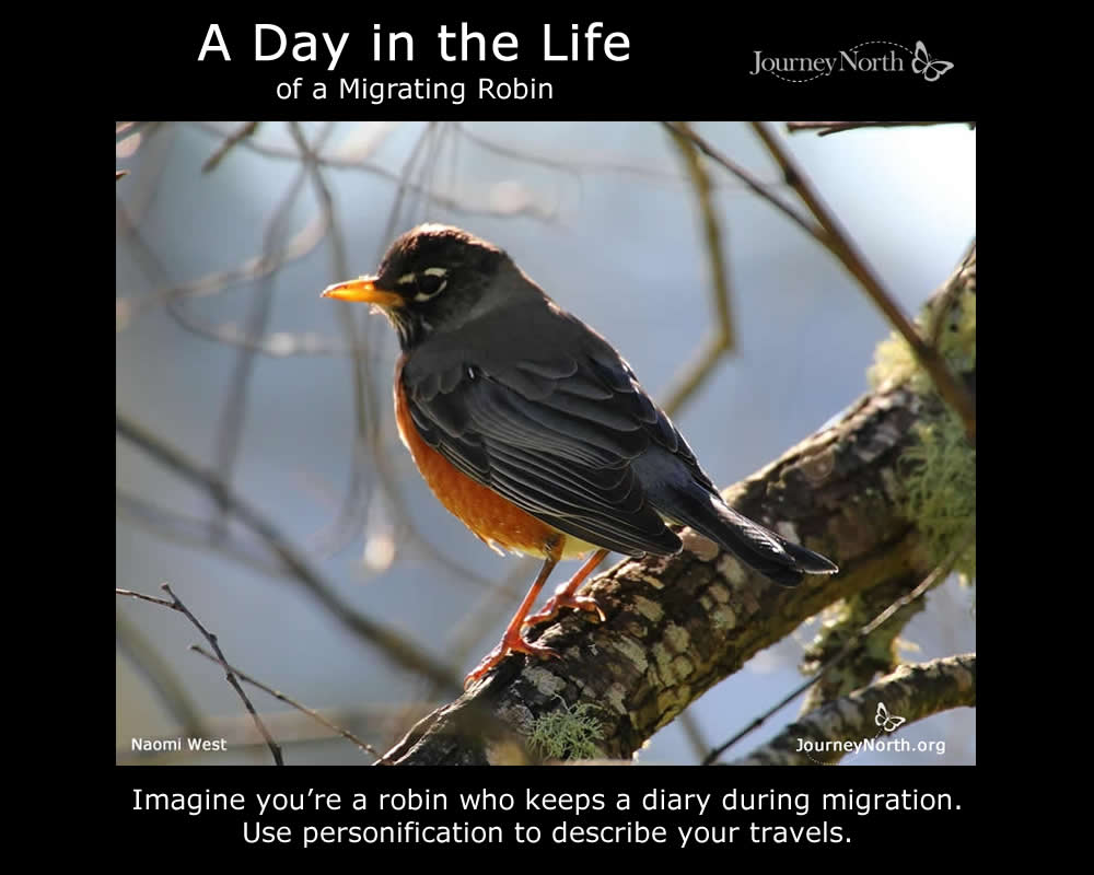 A Day in the Life of a Migrating Robin