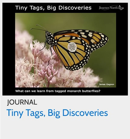Journal: What Can We Learn from Tagged Monarchs?