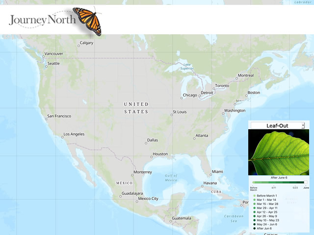 Leaf Out Map