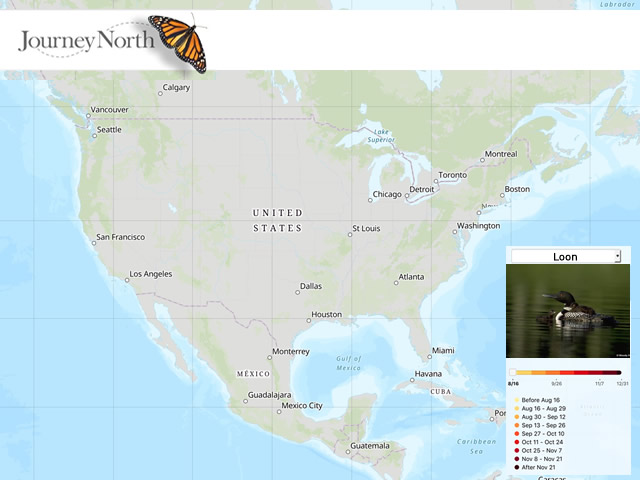Loon Migration Map