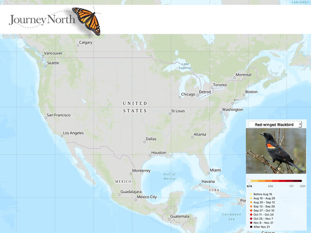 Swallow migration map