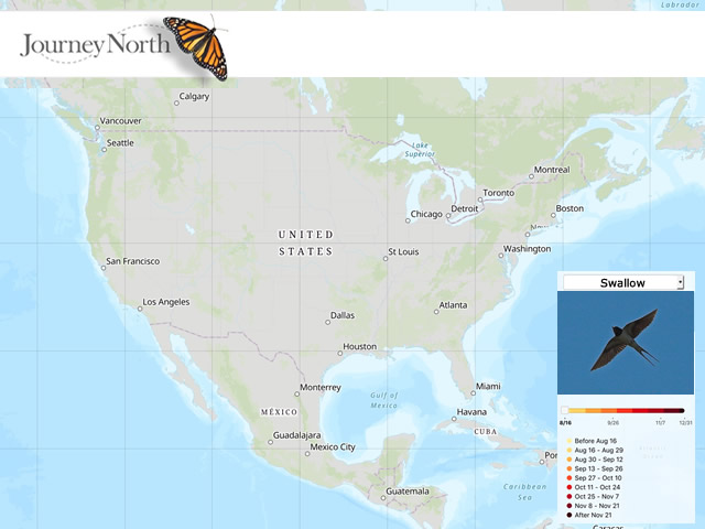 Swallow migration map
