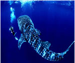 Ocean fish