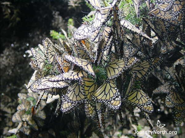 Winter Cluster in Cold Temperatures