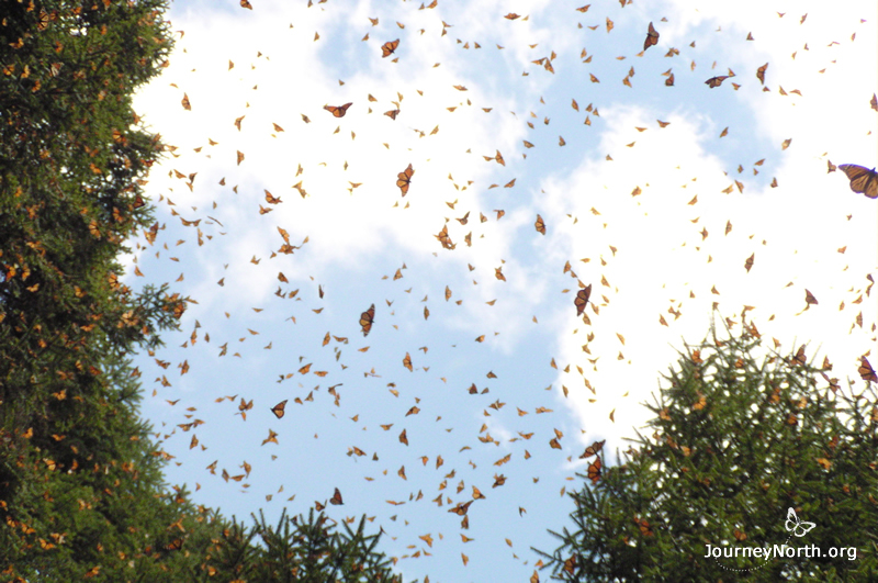 Monarch Butterflies Arrive in Mexico