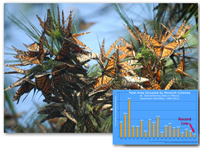 Monarch population hits record low in Mexico 