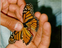 Monarch Butterfly Sanctuary Video Clip