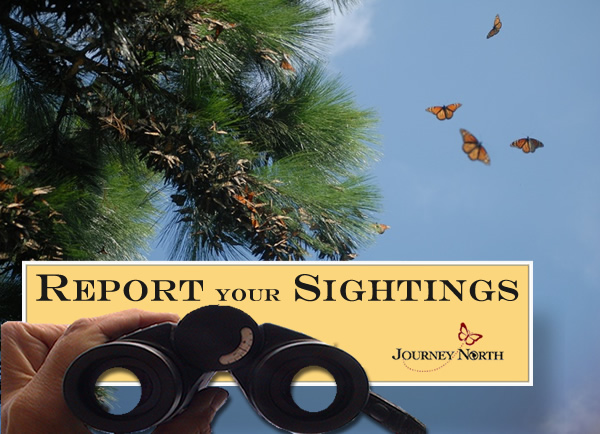 Report Your Monarch Sightings