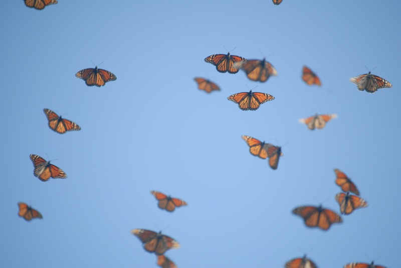 Monarch Butterflies in Flight Arriving in Mexico 