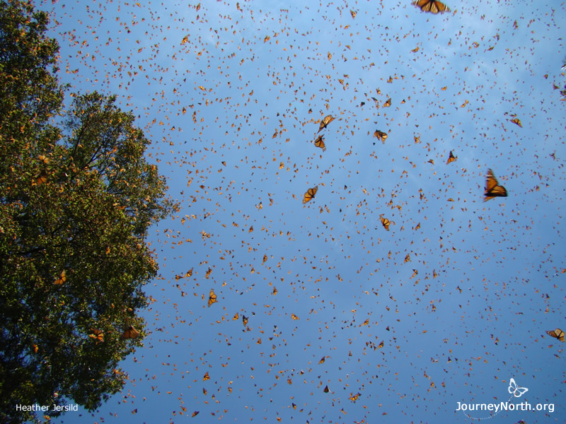 Monarch Butterflies in Mexico