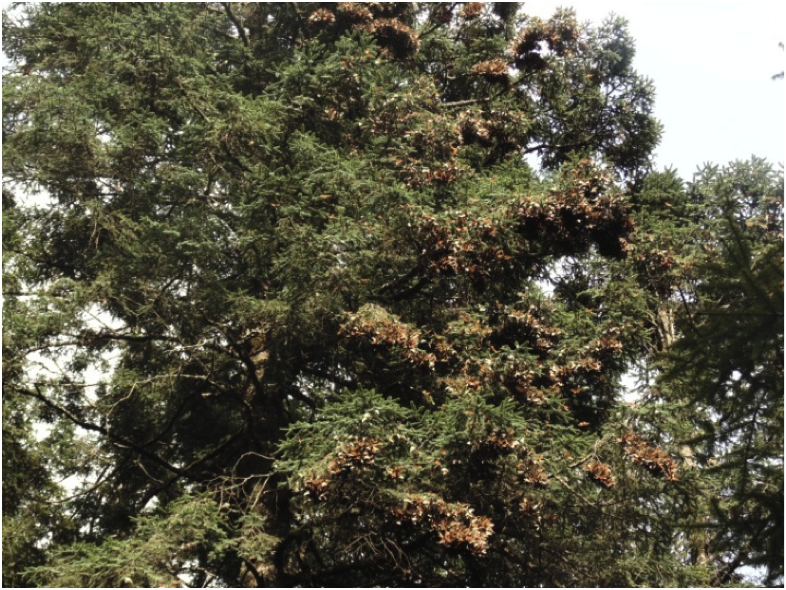 Monarch Butterflies Arriving in Mexico