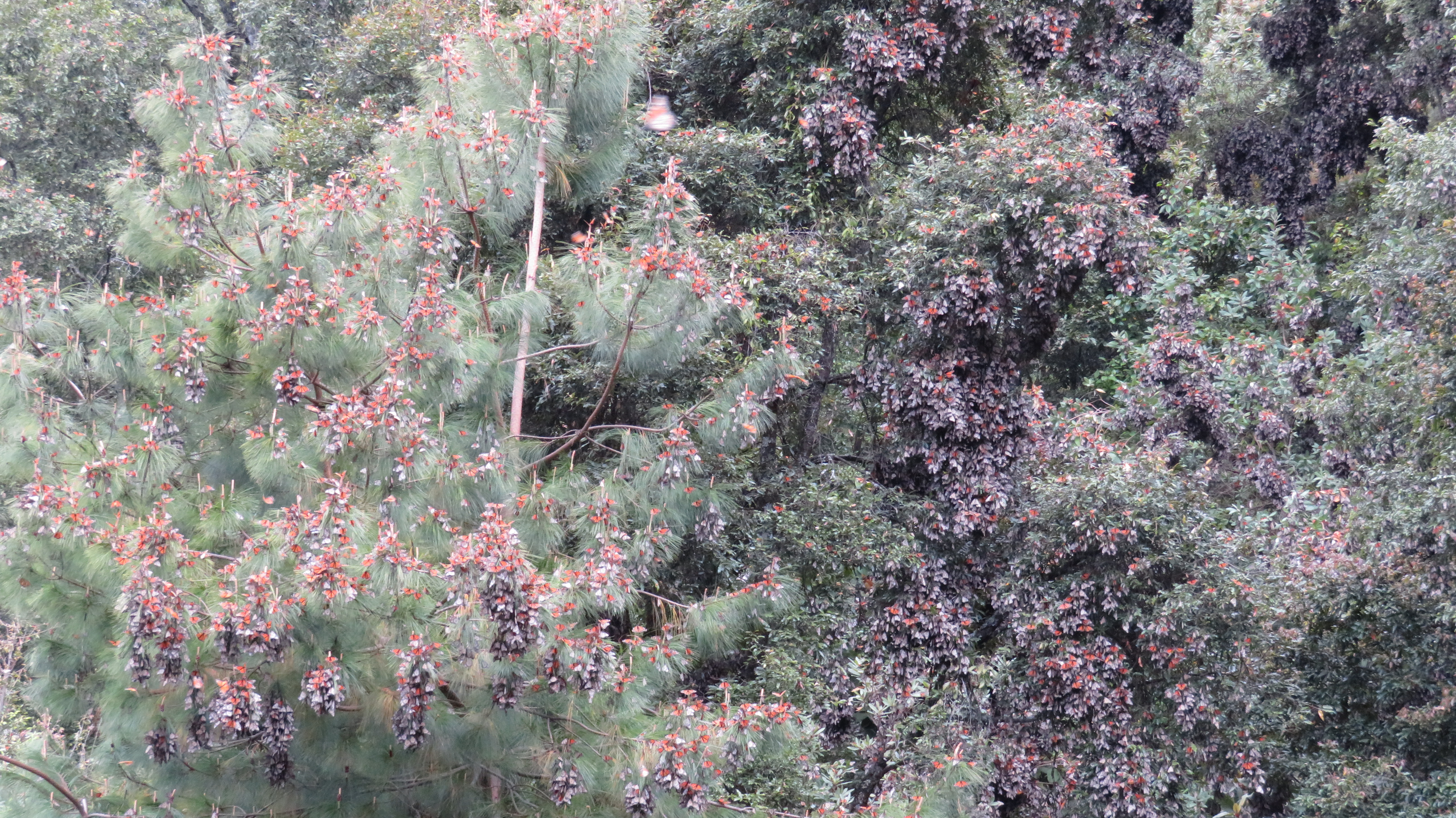 Monarch Butterflies