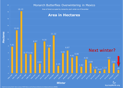 Monarch Butterflies