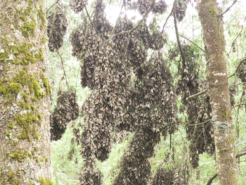 Monarch Butterflies
