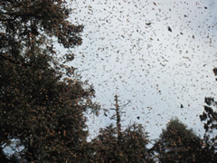 Interview with Vistors at El Rosario Monarch Sanctuary