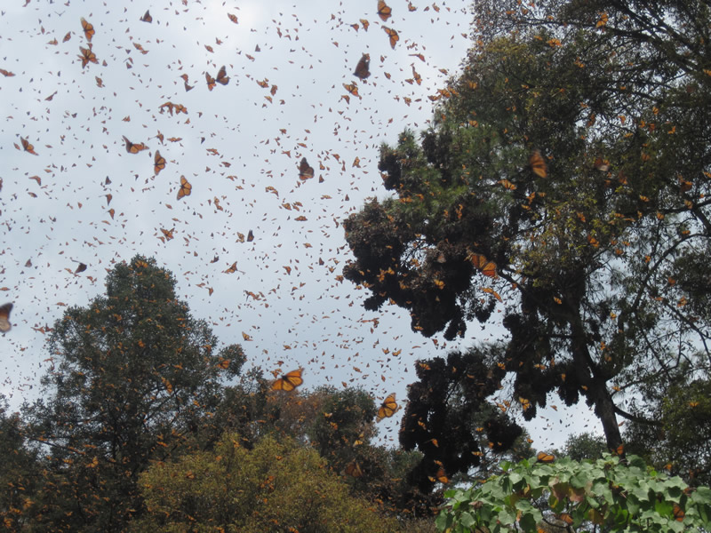 Monarch butterflies at the sanctuary in Mexico.