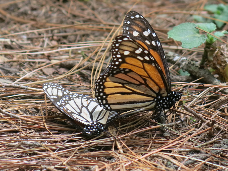 Monarch Butterflies