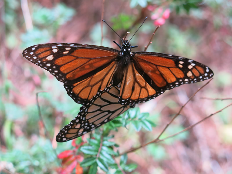 Monarch Butterflies Mating in Mexico Before Departure