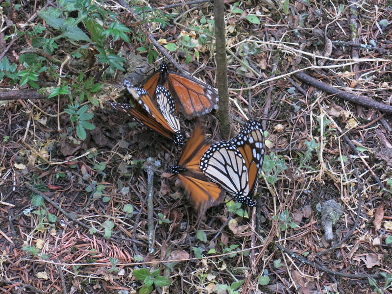 Monarch Butterflies Mating in Mexico Before Departure