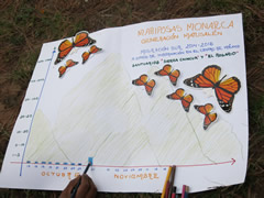 Monarch Butterflies Arriving in Mexico