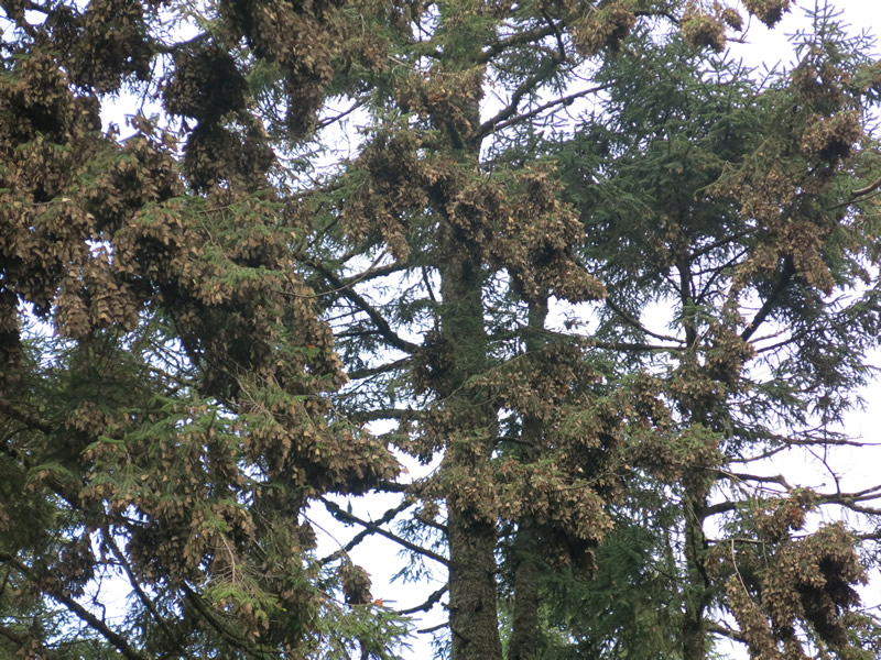 Monarch Butterflies
