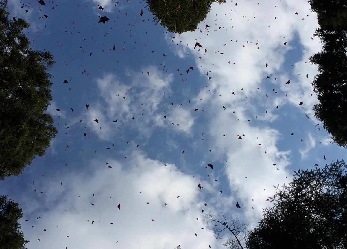 Monarch Butterflies at El Rosario Sanctuary in Mexico