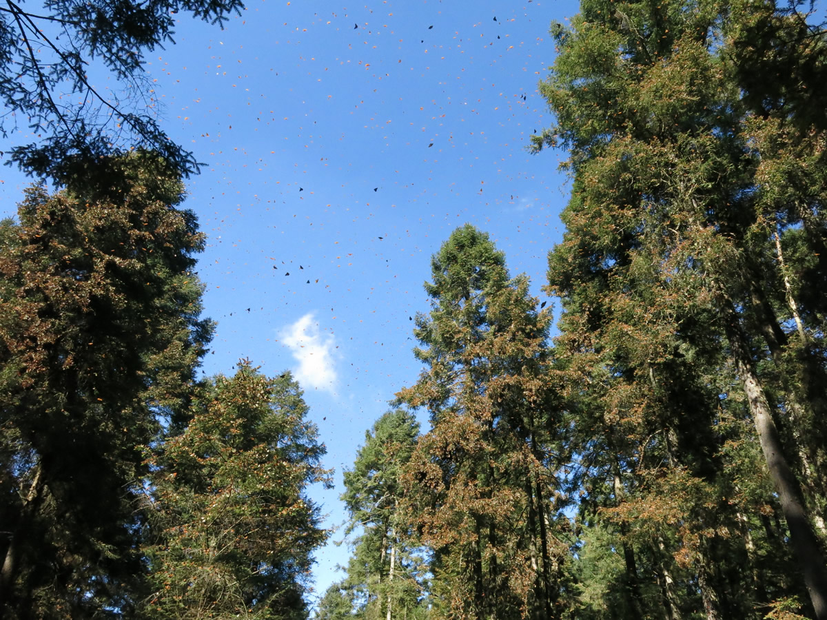 Monarch butterfly migration