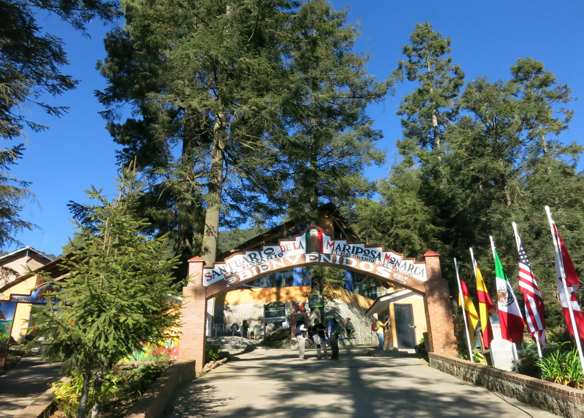 Monarch Butterflies at Sanctuary in Mexico