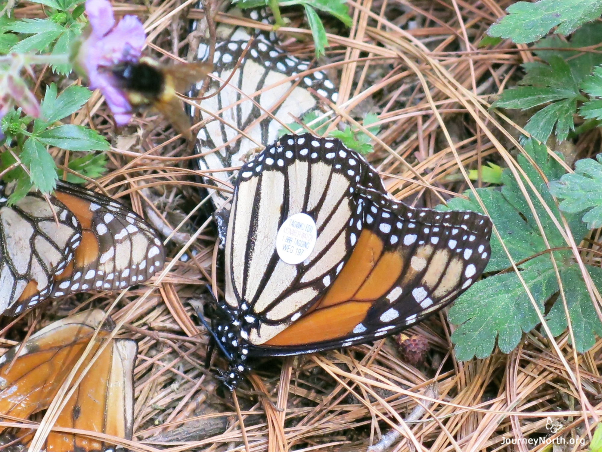 Monarch Butterfly Wing with Tag