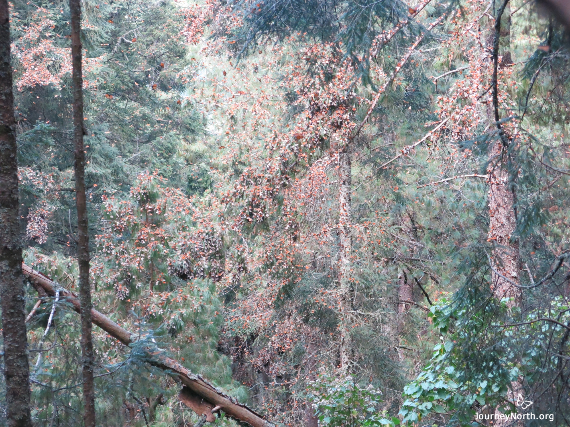 Monarch Butterflies fly from their clusters in search of water at El Rosario Sanctuary in Mexico