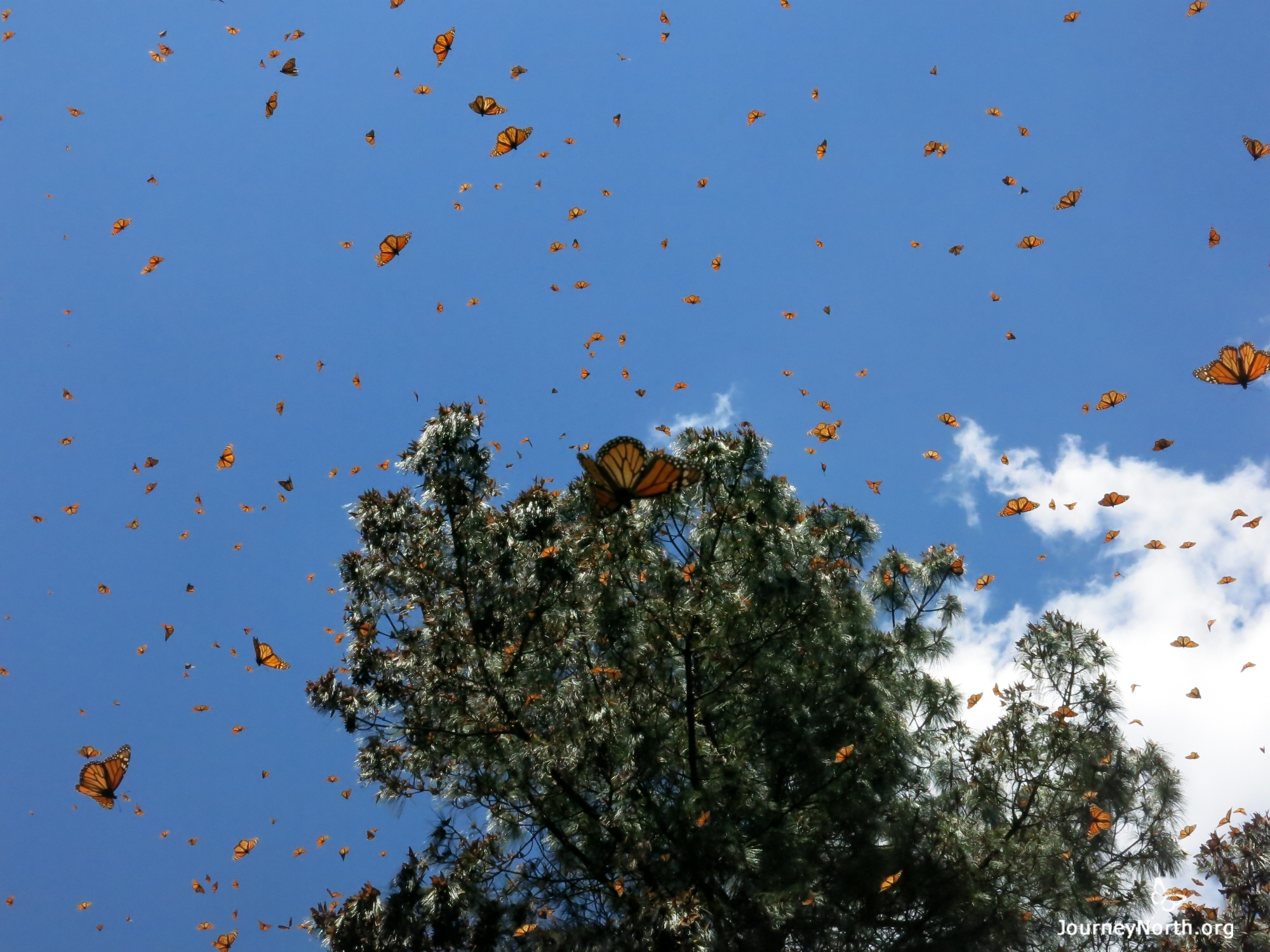Monarch Butterfly Tags Found at Mexico Overwintering Sanctuary