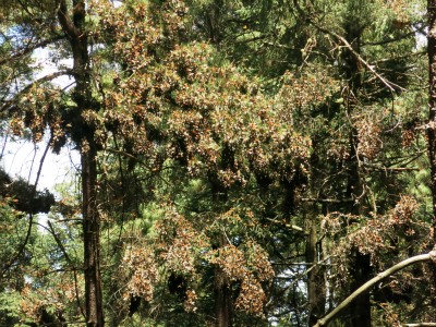 Monarch Butterflies at Sanctuary in Mexico