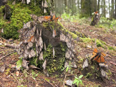 Monarch Butterflies at Sanctuary in Mexico
