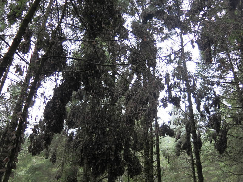 Monarch Butterflies at Sanctuary in Mexico