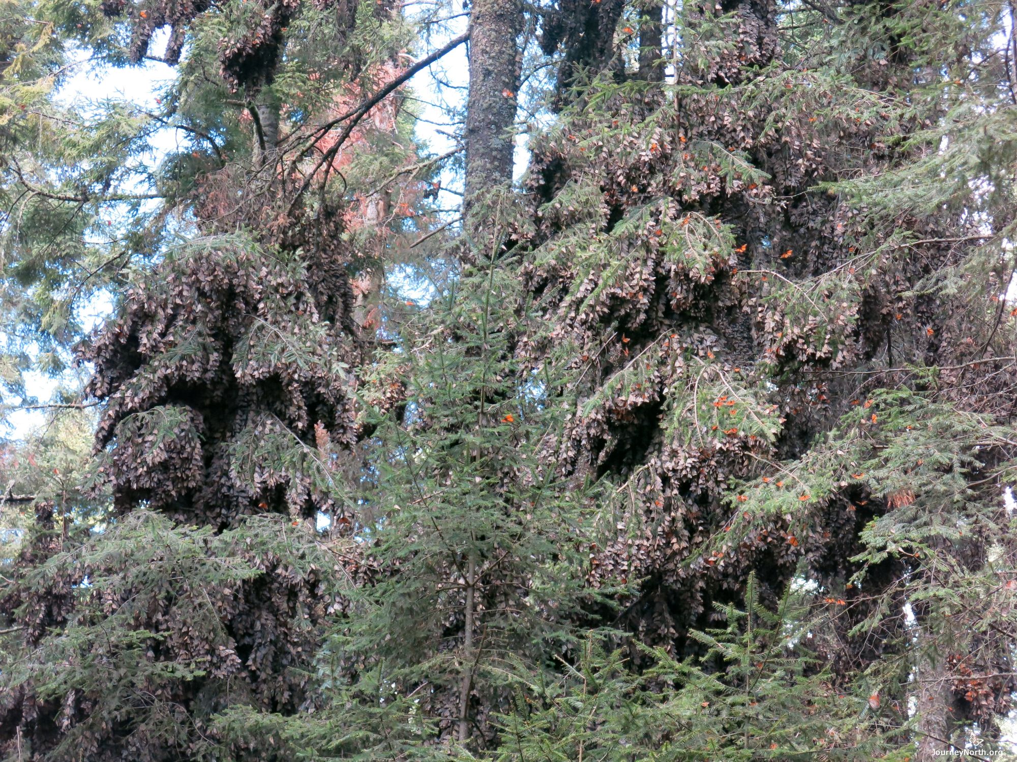 Monarch Butterflies at El Rosario Sanctuary in Mexico