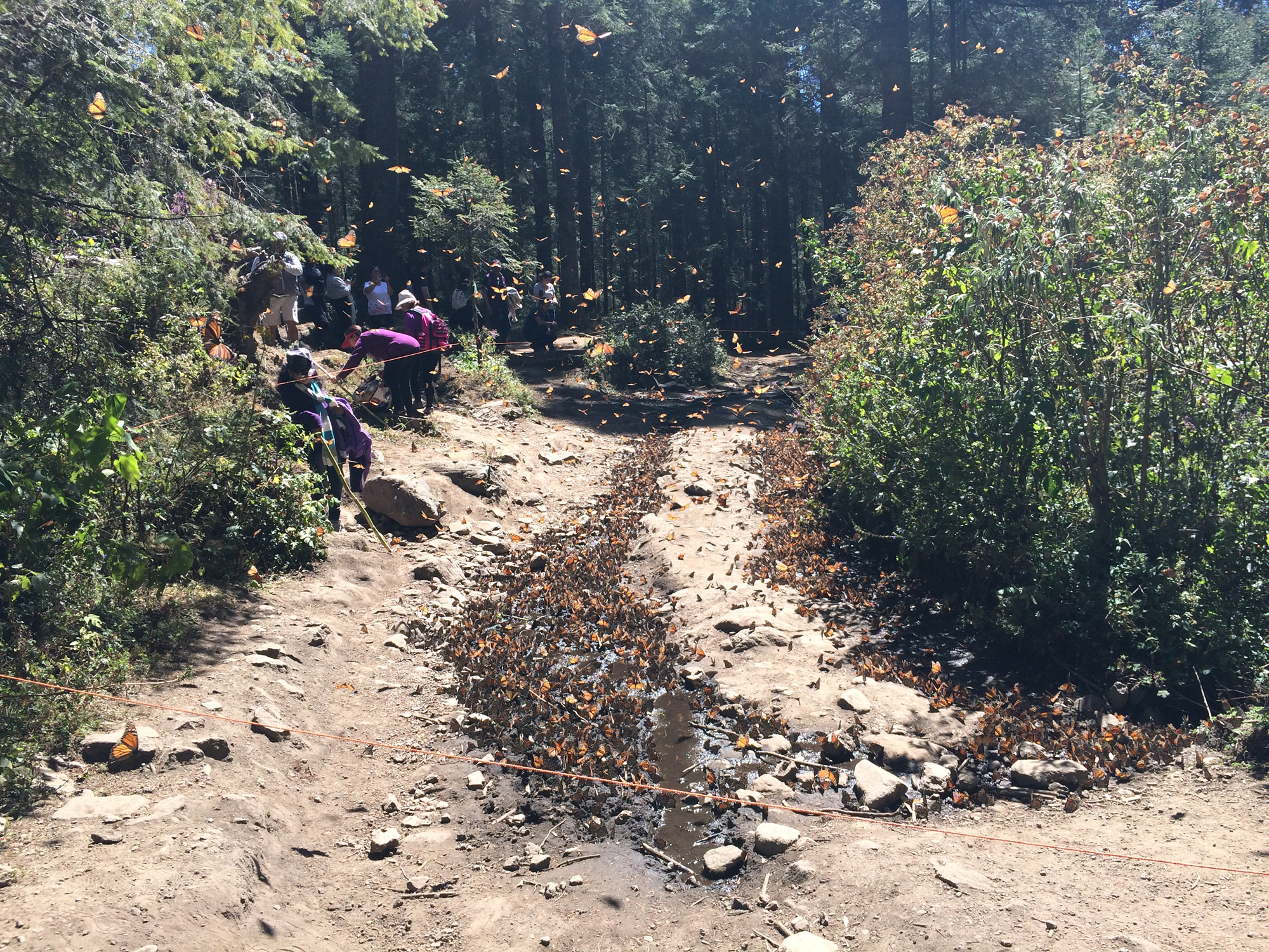 Monarch butterflies at the sanctuary in Mexico.