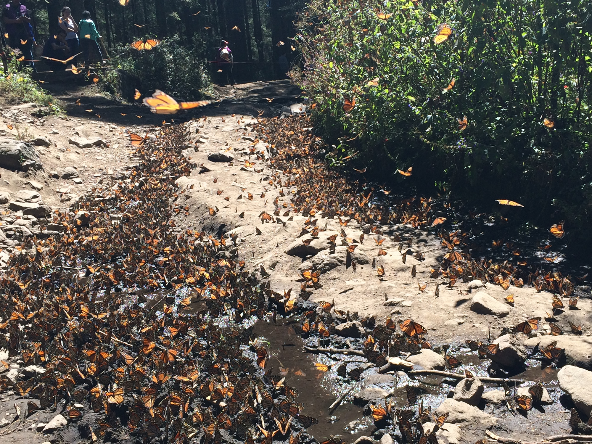 Monarch Butterflies fly from their clusters in search of water at El Rosario Sanctuary in Mexico