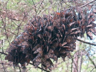 Monarch Butterflies at Sanctuary in Mexico