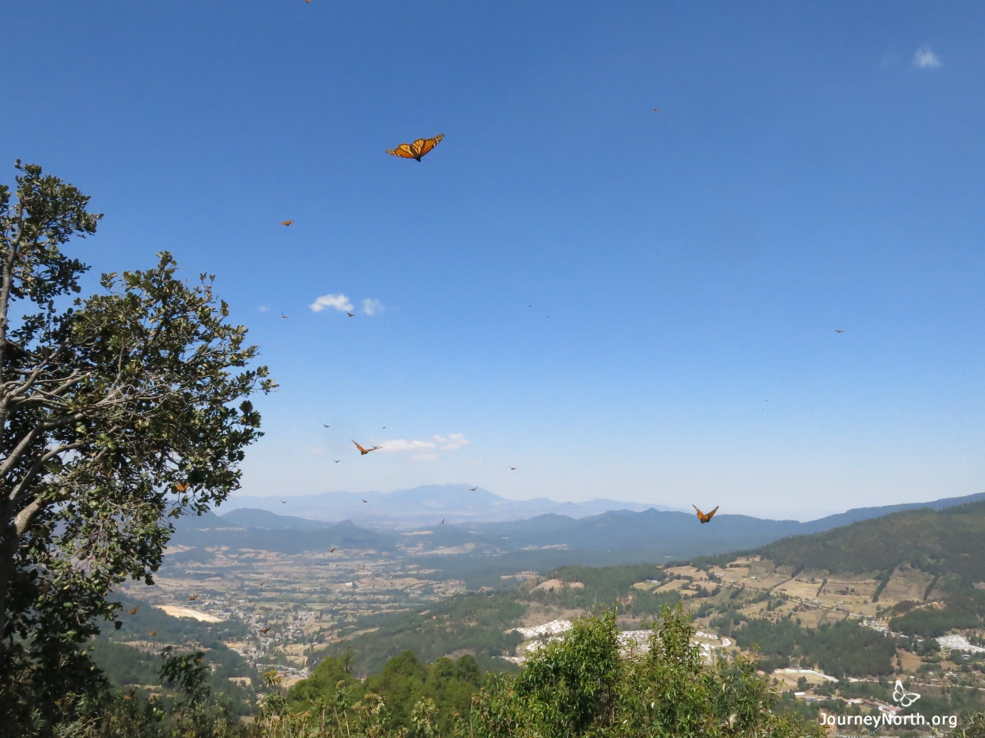 Monarch Butterflies at El Rosario Sanctuary in Mexico