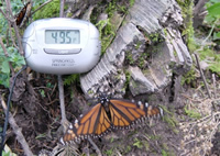Monarch butterfly: Too Cold to Fly